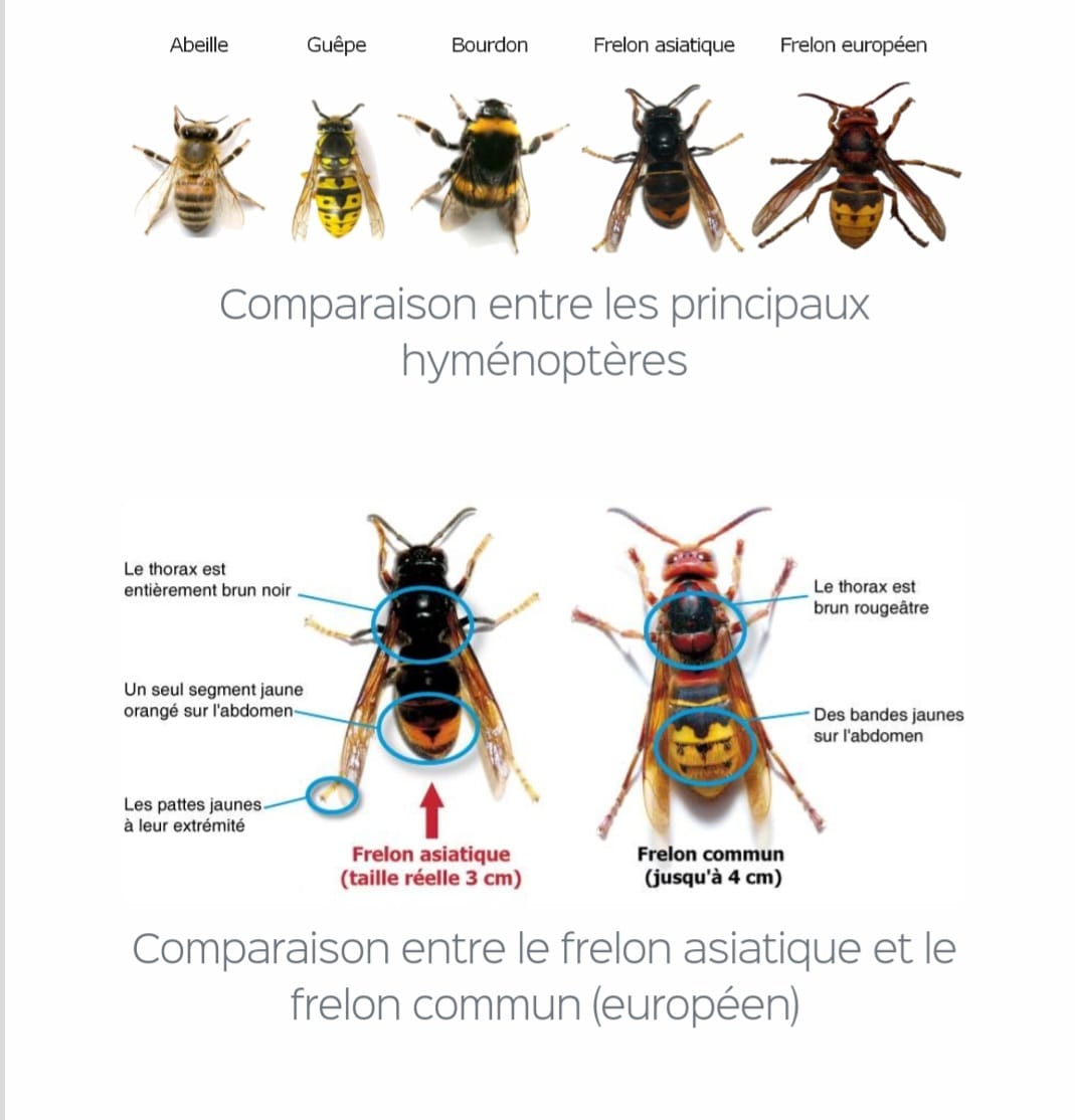 Comparaison entre abeille, guêpe, bourdon, frelon asiatique et frelon européen
