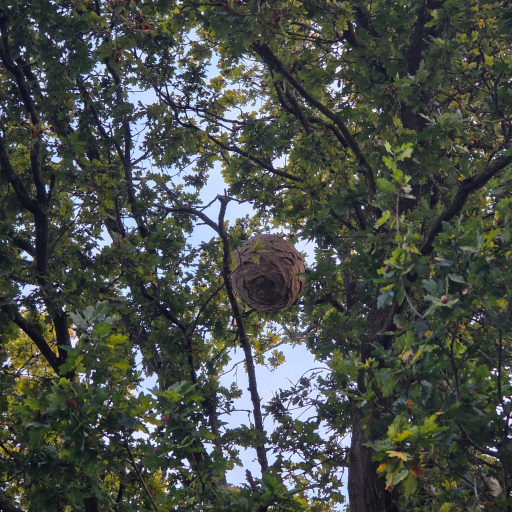 Nid de frelons asiatiques dans la ramure d'un arbre feuillu