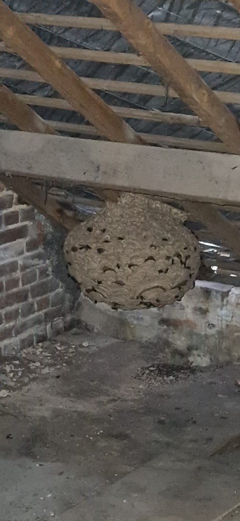 Grand nid de frelons actif dans un grenier, accroché à une poutre en bois